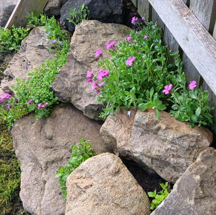 Aubretia in a rockery